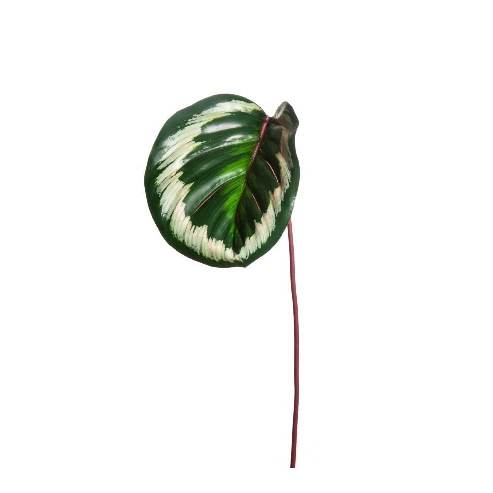 FOGLIA CALATHEA ORNATA OUTDOOR